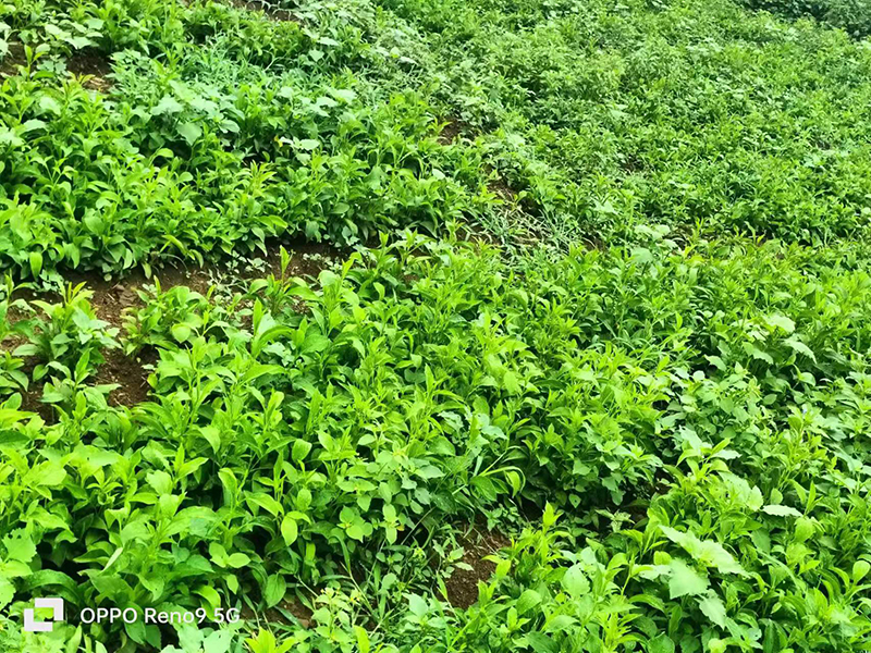 宸予实业中药材